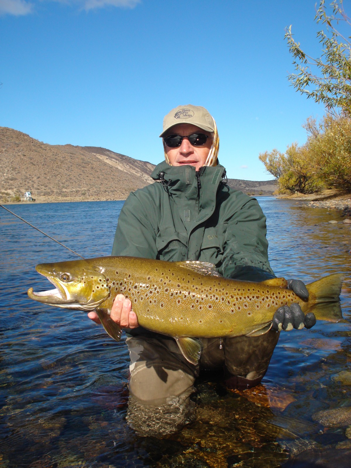 Brown trout