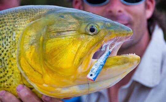 Golden Dorado Fishing in Argentina – Itati Lodge