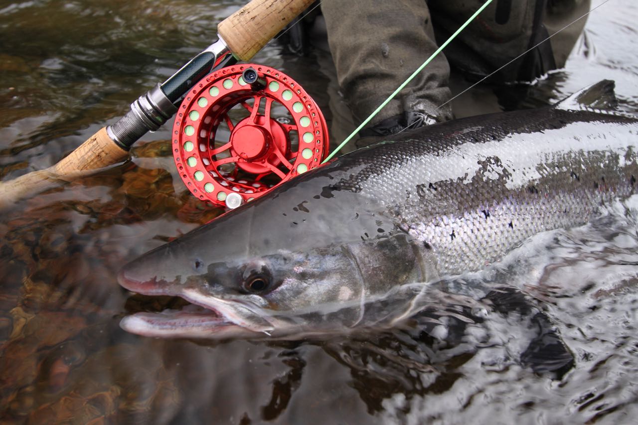 Wild Atlantic Salmon conservation new film – Once Salmon, Always Salmon?