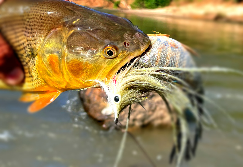Tsimane Lodge fishing report – week six deep in the Amazon.